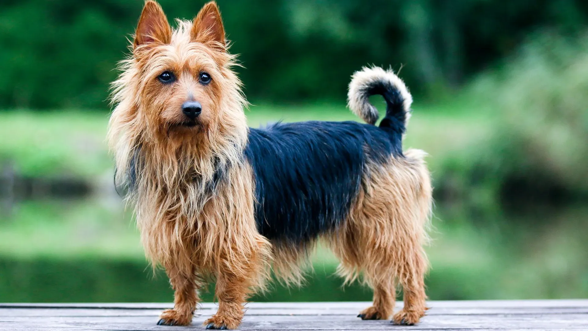 Australian Terrier